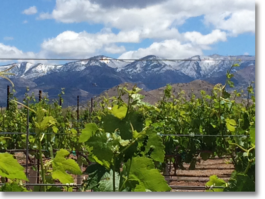 LDV Vineyard with snow capped mountains in the background.