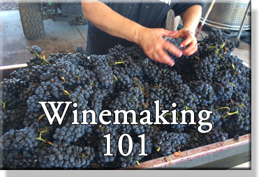 Wine Making 101